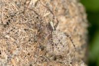 Pardosa
