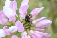 Synema globosum