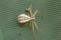 Runcinia grammica