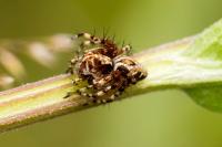Oxyopes ramosus