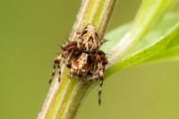 Oxyopes ramosus