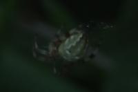 Araneus quadratus