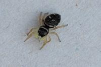 Heliophanus