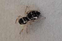 Heliophanus