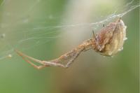 Uloborus walckenaerius