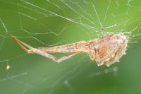 Uloborus walckenaerius