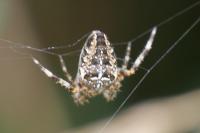 Araneus diadematus
