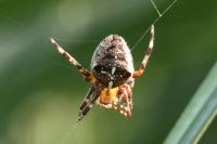 Araneus diadematus