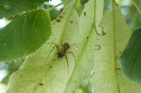 Philodromus