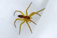 Dolomedes