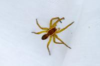 Dolomedes
