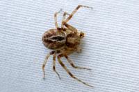 Philodromus
