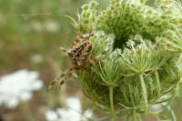 Araneus diadematus