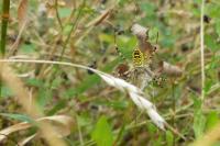 Argiope bruennichi