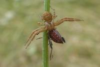 Xysticus