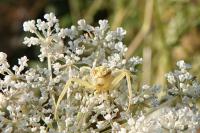 Misumena vatia