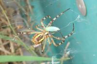 Argiope bruennichi