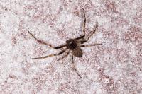 Nuctenea umbratica