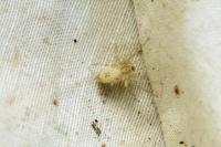Anyphaena accentuata