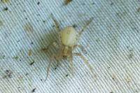 Anyphaena accentuata