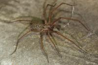 Eratigena