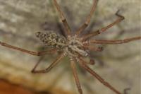 Eratigena