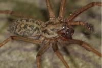 Eratigena