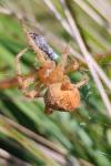 Araneus diadematus