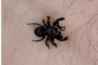Evarcha arcuata