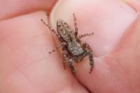 Marpissa muscosa