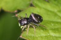 Heliophanus cupreus