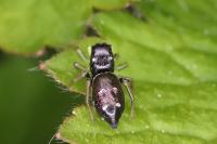 Heliophanus cupreus