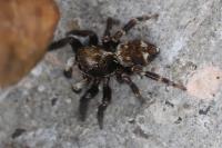Pseudeuophrys erratica
