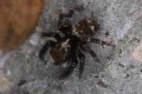 Pseudeuophrys erratica