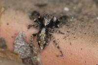 Pseudeuophrys lanigera