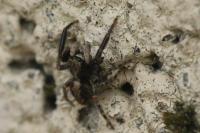 Pseudeuophrys lanigera