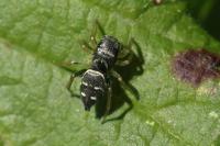 Heliophanus cupreus
