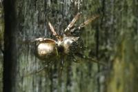 Heliophanus cupreus