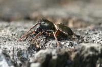 Heliophanus cupreus