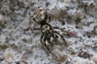 Salticus zebraneus