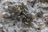 Salticus zebraneus