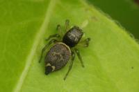 Heliophanus tribulosus
