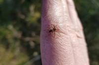 Pisaura mirabilis