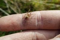 Pisaura mirabilis
