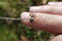 Larinioides cornutus