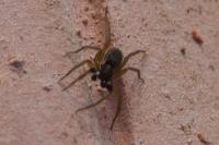 Aulonia albimana