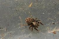 Pseudeuophrys erratica