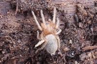 Drassodes