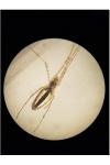Tetragnatha