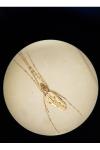Tetragnatha